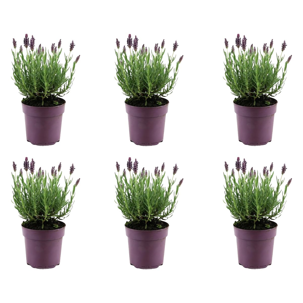 Bloomique - Lot de 6 - Lavandula Stoechas Anouk - Lavande Papillon - Rustique - Plante balcon - Plante jardin - Hauteur 20-25 cm - Pot 12 cm
