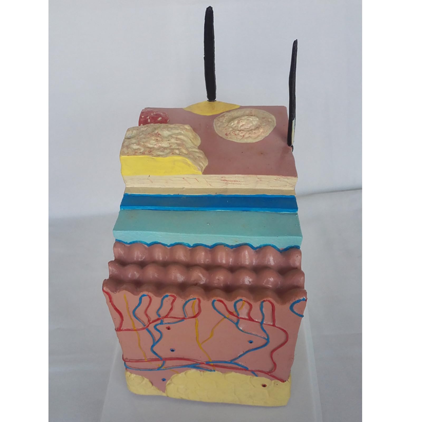 Model Zwierzęcy Skóry Psa - Anatomiczny Model Skóry Model Skóry Psa Psa - Profesjonalny Medyczny Model Chorej Skóry Psa Do Weterynarii, Artykuły Laboratoryjne