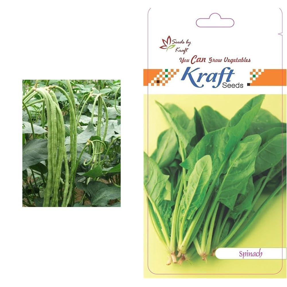 Kraft Seeds Long Yard Bean Vegetable Seeds by Kraft Seeds & Kraft Seeds Vegetable Spinach Seeds for Home Garden (1 Packet, 6gm)
