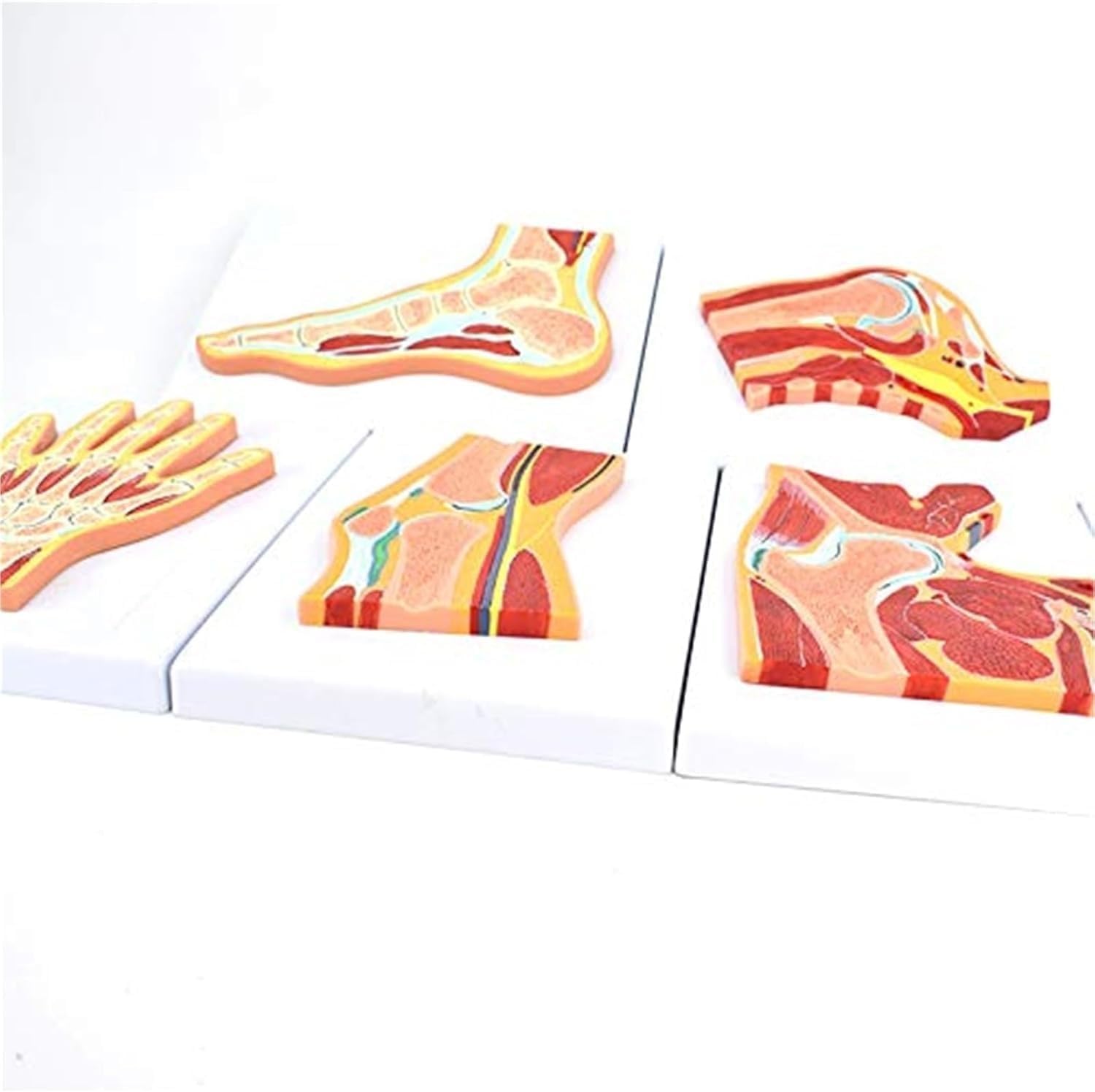 6 Parts Life Size Human Joint Cross-Section Anatomical Model, Hand and Shoulder Joint Anatomy Replica, Elbow and Knee Joints Orthopedics Teaching Aids, for Medical Learning Research