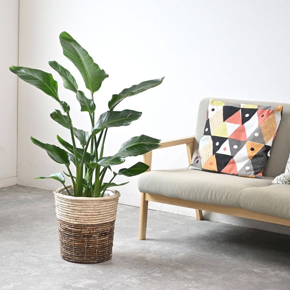 キング④　モンステラ　①ストレリチアオーガスタ2苗セット キング様専用④ モンステラ ①ストレリチアオーガスタ2苗セット