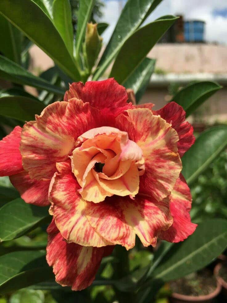 See full amazon price history chart for Lovely Adenium Desert Rose (Reddish Yellow) Flower Live Plant Original Variety Lovely Adenium Desert Rose (Reddish Yellow) Flower Live Plant Original Variety (B0BPMNMYC7) Amazon Price History, Amazon Price Tracker