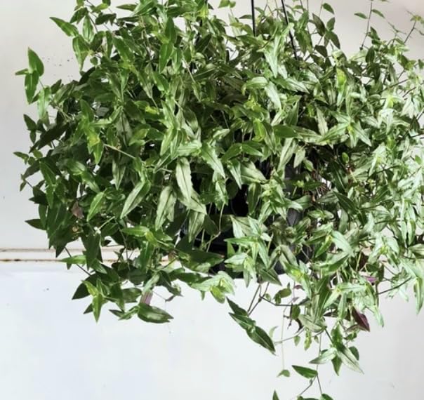 Amazon.com : 1 Tahitian Bridal Veil - 2 Inch Potted and Rooted Plant -  Great Indoor Plant - Easy Care - Stunning Color (1 Plant) : Patio, Lawn &  Garden
