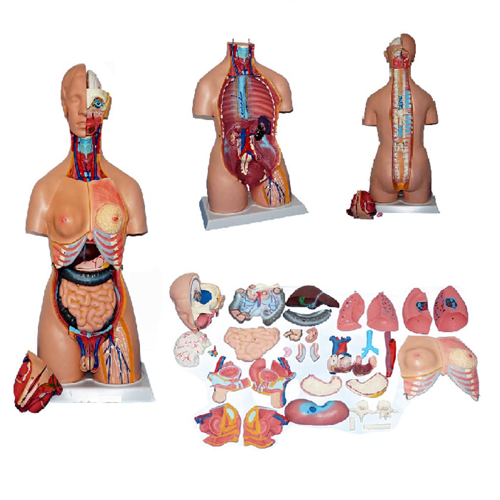 UIGJIOG Menschliches Körpermodell 85CM Torso Anatomiemodell (32 Stück) Menschliches Anatomiemodell Mit Herz Kopf Gehirn Skelett Modell 4D Anatomisches Montagemodell Menschlicher Organe Lernwerkzeug UIGJIOG Menschliches Körpermodell 85CM Torso Anatomiemodell (32 Stück) Menschliches Anatomiemodell Mit Herz Kopf Gehirn Skelett Modell 4D Anatomisches Montagemodell Menschlicher Organe Lernwerkzeug