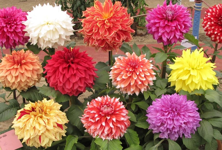 See full amazon price history chart for Dahlia Big Flowers Seeds - Pack of 40 Exotic Seeds for Home Garden Dahlia Big Flowers Seeds - Pack of 40 Exotic Seeds for Home Garden (B0CH8KHY54) Amazon Price History, Amazon Price Tracker