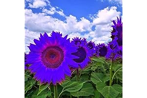 Purple Sunflower Seeds for a Touch of Nature's Beauty