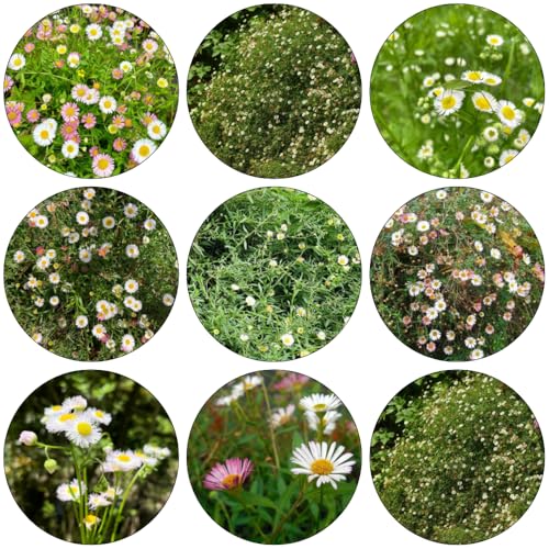 margarita española semillas balcón perennes resistentes semillas interior bonsái interior balcón perennes silvestres resistentes 500pcs