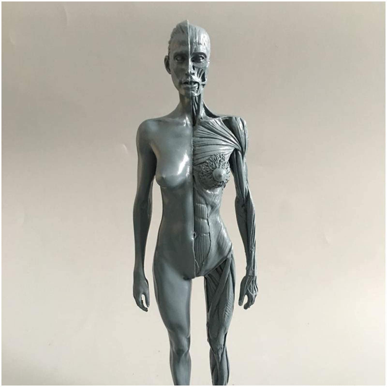 Amazon.co.jp: 8個の人間の頭蓋骨の頭の体の筋肉の骨モデル医師