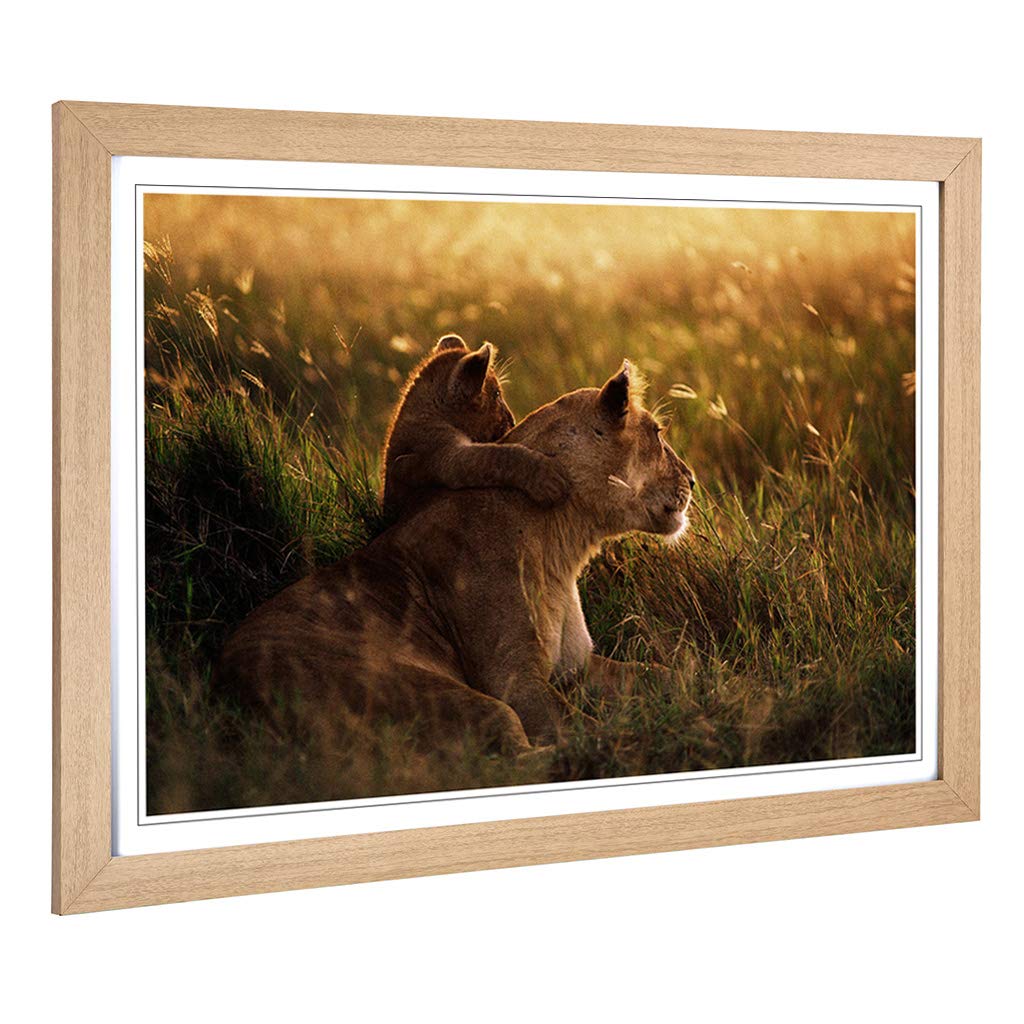 Big Box Art Framed Print of Lion Lioness with Cub Design | Wall Art Picture | Home Decor for Kitchen, Living, Dining Room, Lounge, Bedroom, Hallway, Office, Oak, A2 / 24.5x18 Inch / 62x45cm