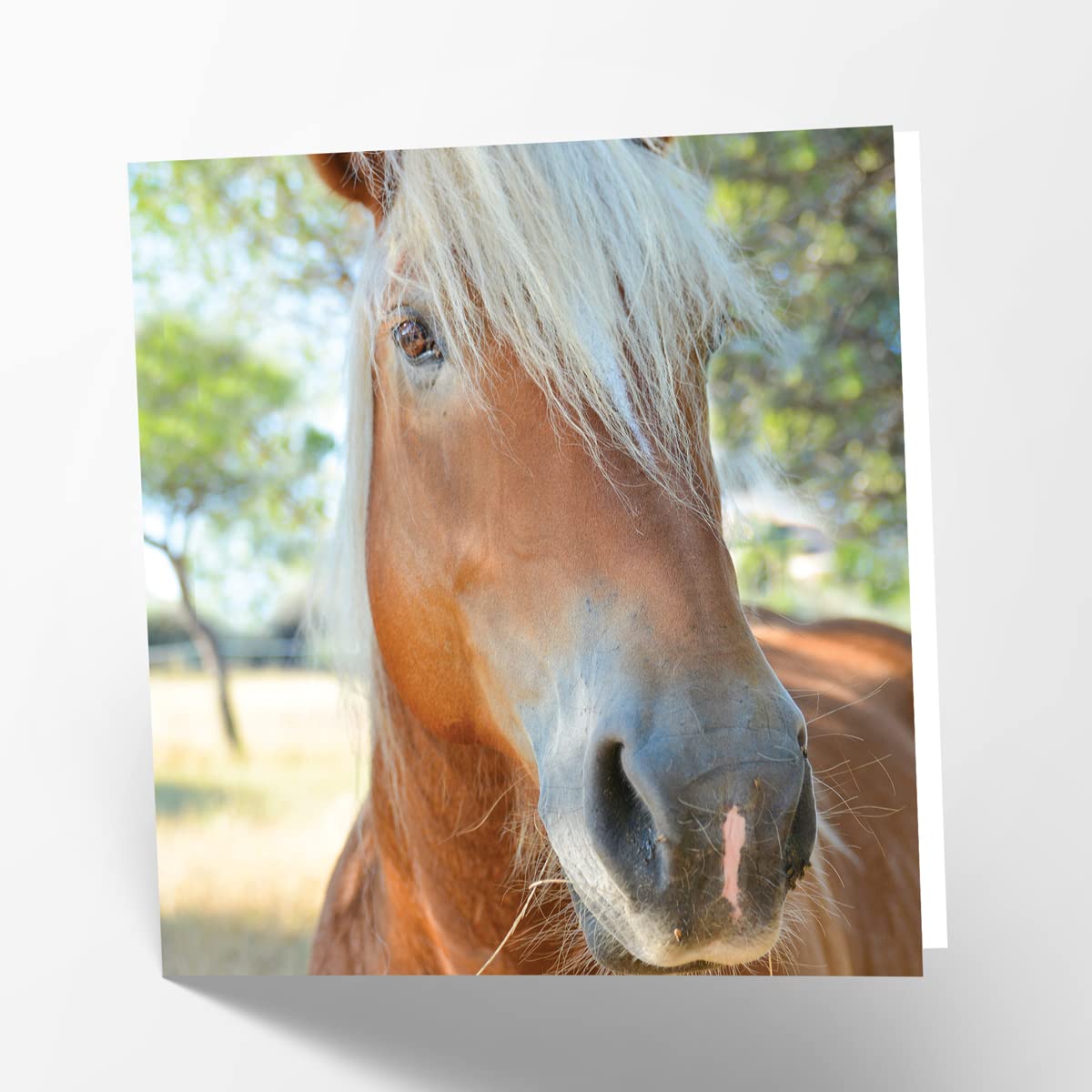 Maturi Palomino Horse Photographic Blank Birthday Greetings Card, 15.5 x 15.5 cm