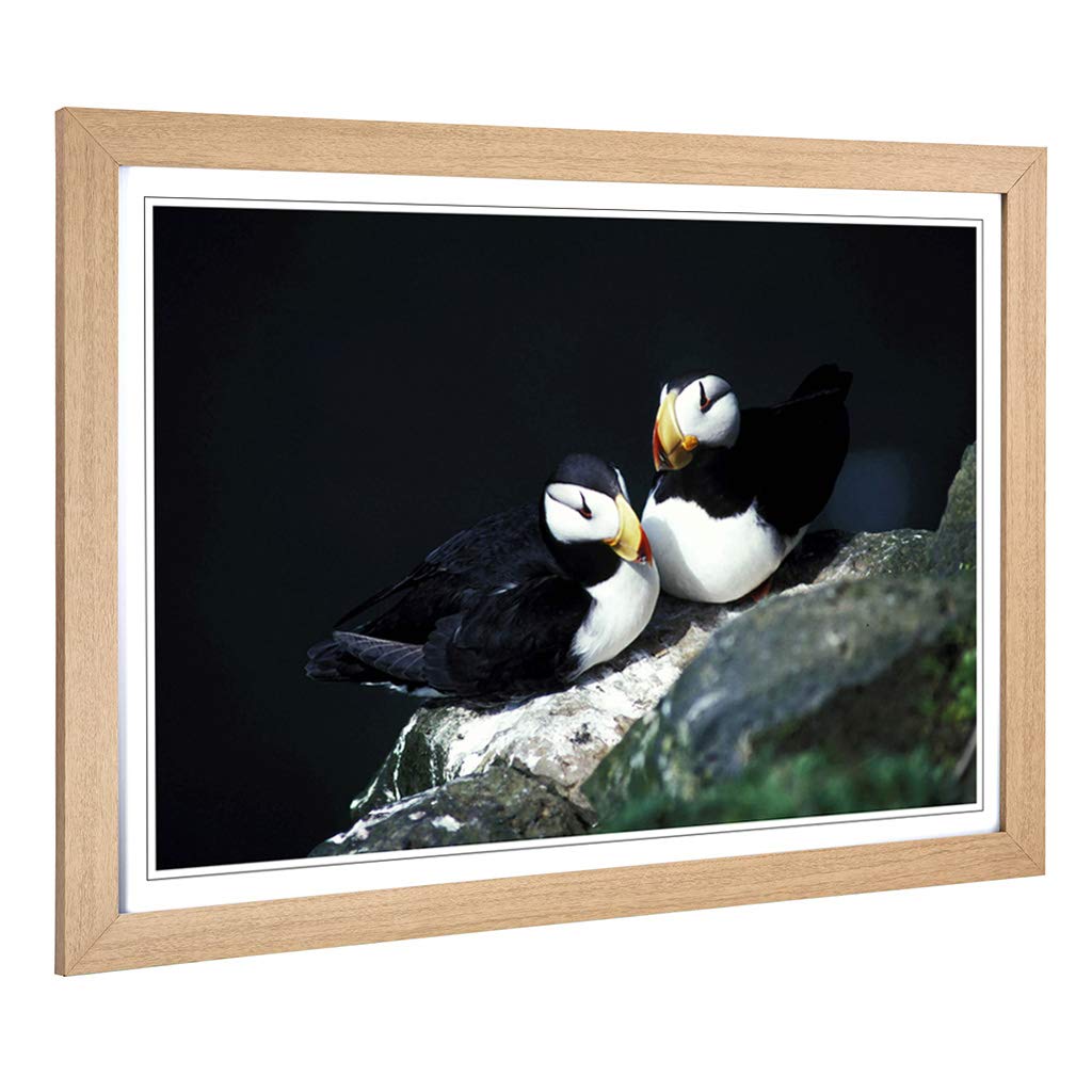 Big Box Art Framed Print of Atlantic Puffins Design | Wall Art Picture | Home Decor for Kitchen, Living, Dining Room, Lounge, Bedroom, Hallway, Office, Oak, A2 / 24.5x18 Inch / 62x45cm