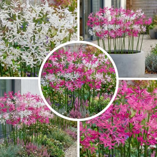 Lot de 10 bulbes Nerine (10 bulbes de fleurs en grand format 12/14) - Plantes vivaces de qualité supérieure originaires des Pays-Bas résistantes à l'hiver...