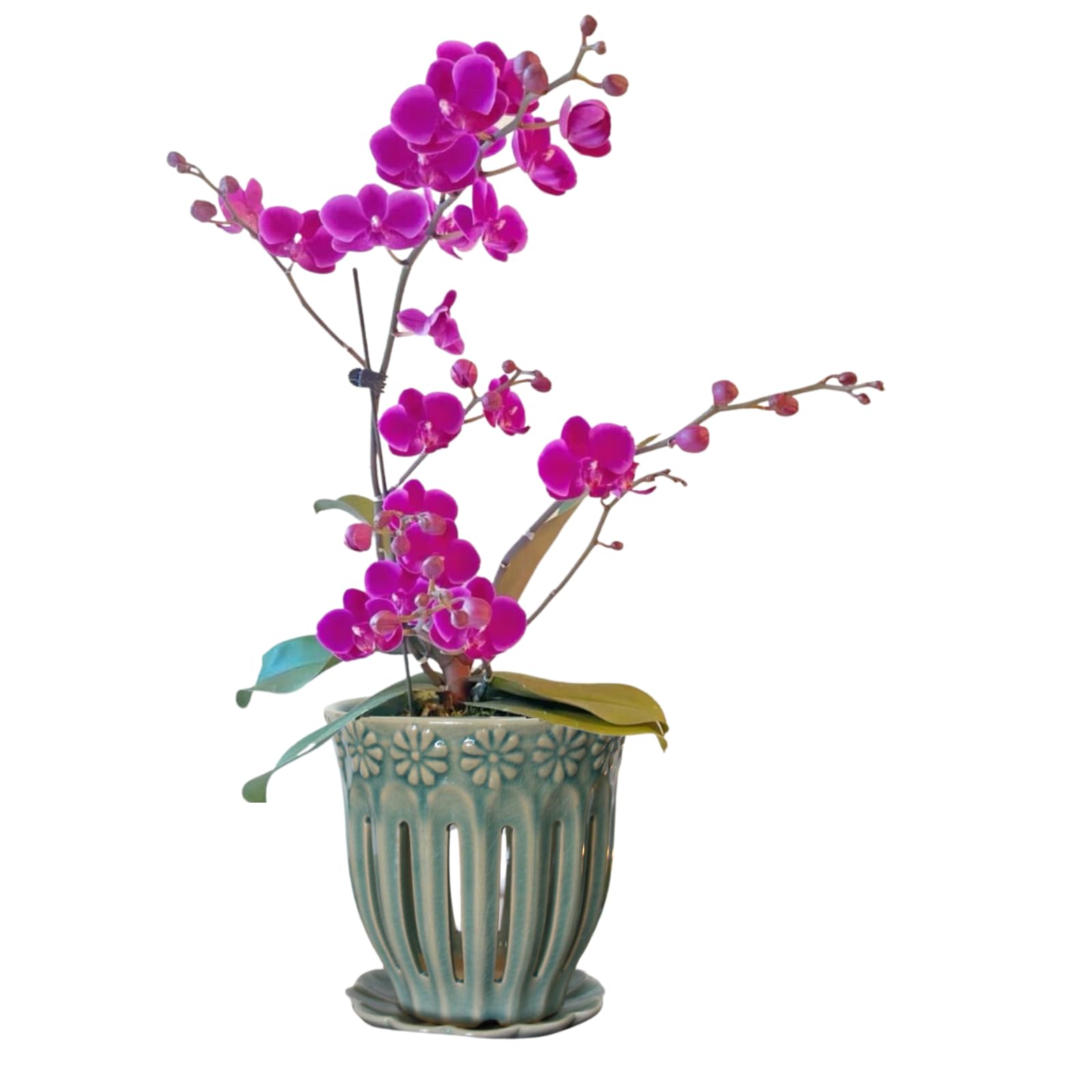 SUADEN 5" Ceramic Orchid Pots with Holes