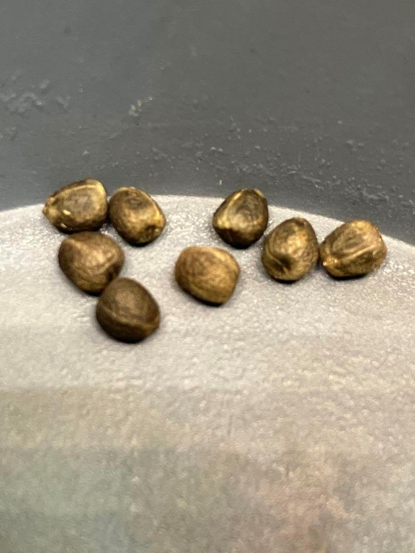 ユーフォルビア ギラウミニアナ 種子8粒 2025年10月5日 採取