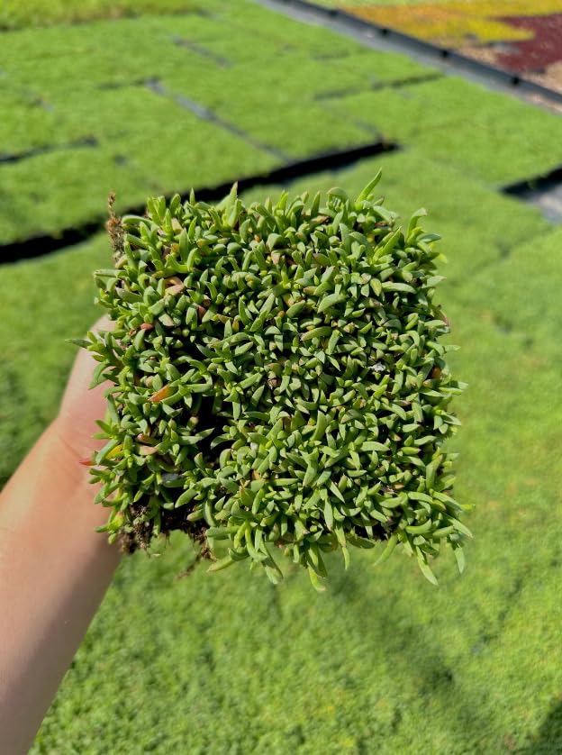 Ruschia Lineolata - Dwarf Carpet of Stars Live Plant Quad