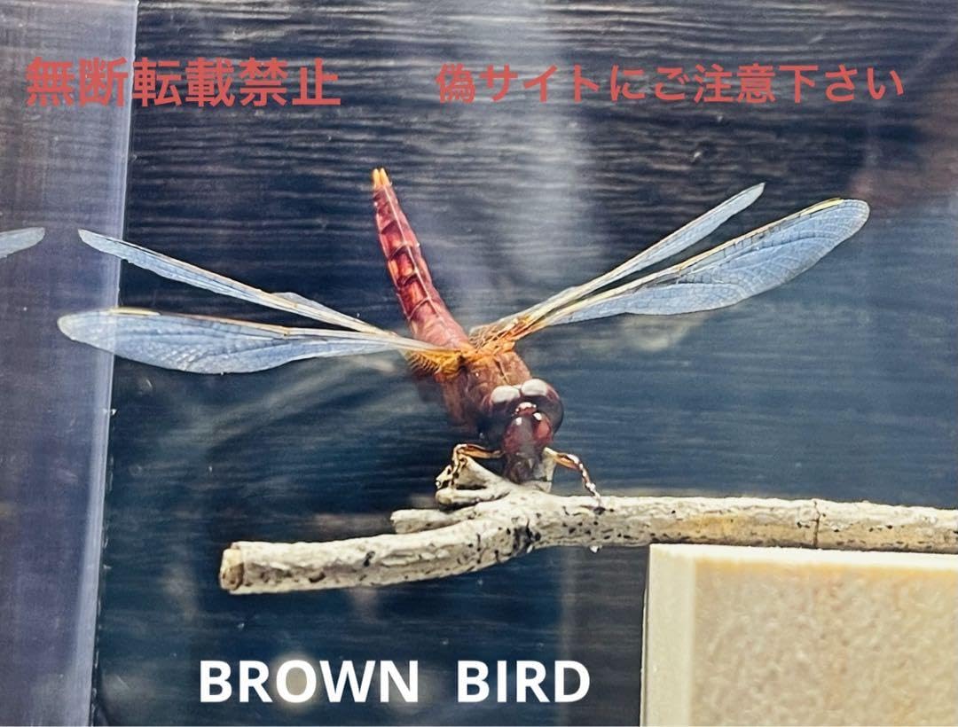 Amazon | ショウジョウトンボ立体標本 ライブ標本 トンボ 蝶 昆虫標本