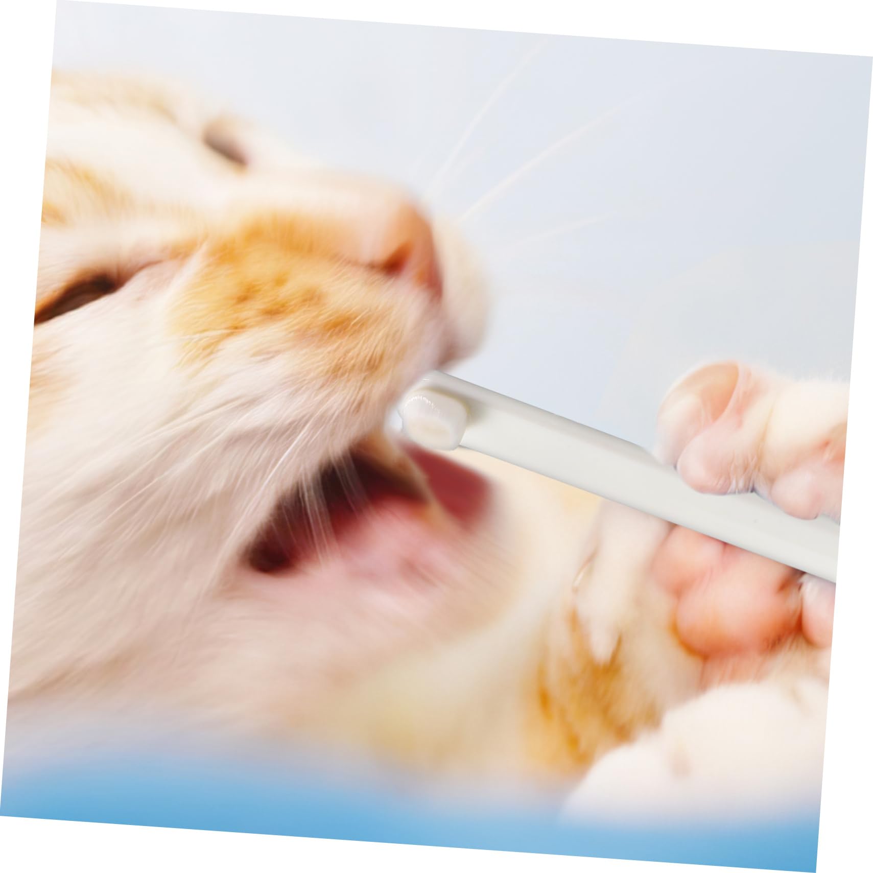 Supvox 15stücke Teiliges Für Zahnpflege Von Haustieren Weiche Bürsten Mit -Kopf Für Hunde Katzen Und Kaninchen Effektive Und Sanfte Mundhygiene Für Empfindliche Tiere