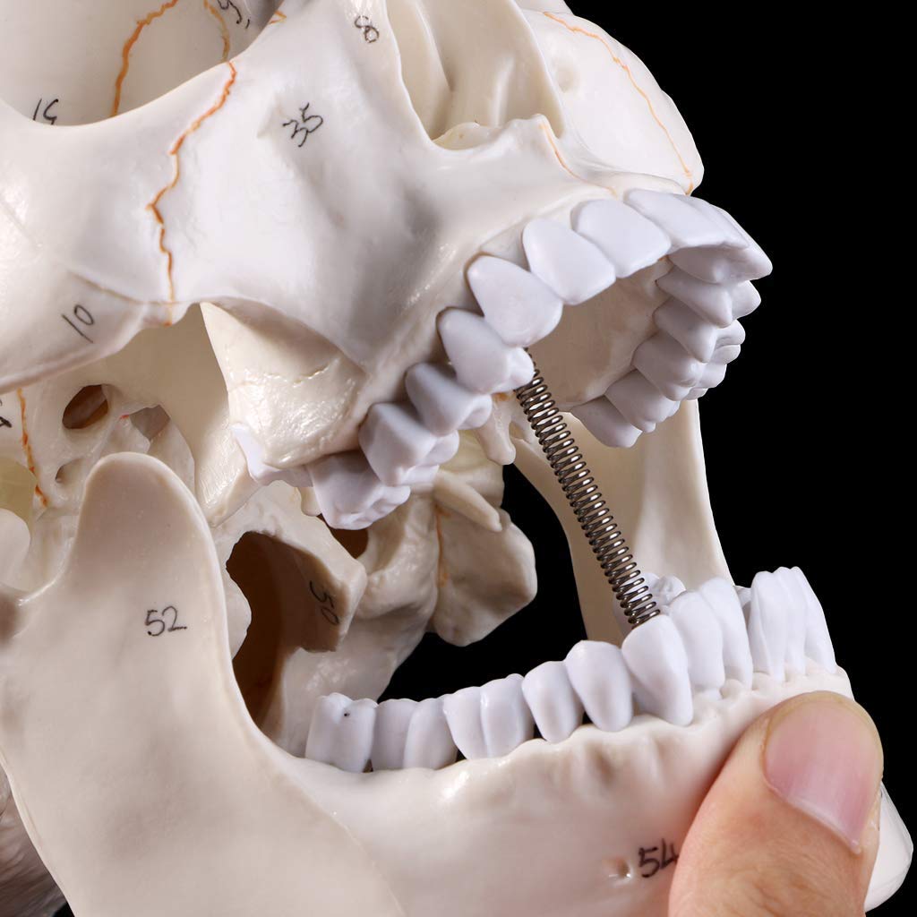 Naturalnej wielkości Model ludzkiej czaszki anatomia anatomiczna nauczanie medyczne głowa szkieletu studiowanie materiałów dydaktycznych