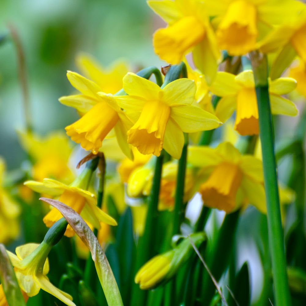 Daffodil 'Tete-a-Tete' Spring Bulbs – 32x Dwarf Hardy Plants with Bright Yellow Trumpet Flowers | Low Maintenance & Easy to Grow | Ideal for Vibrant Spring Gardens by Thompson & Morgan