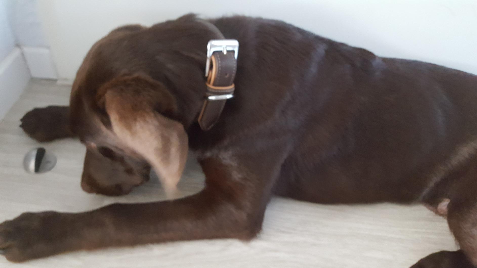 Knuffelwuff Hundehalsband Aus Weichem Echtleder - Handgenäht, Braun, Größe 51-59 Cm