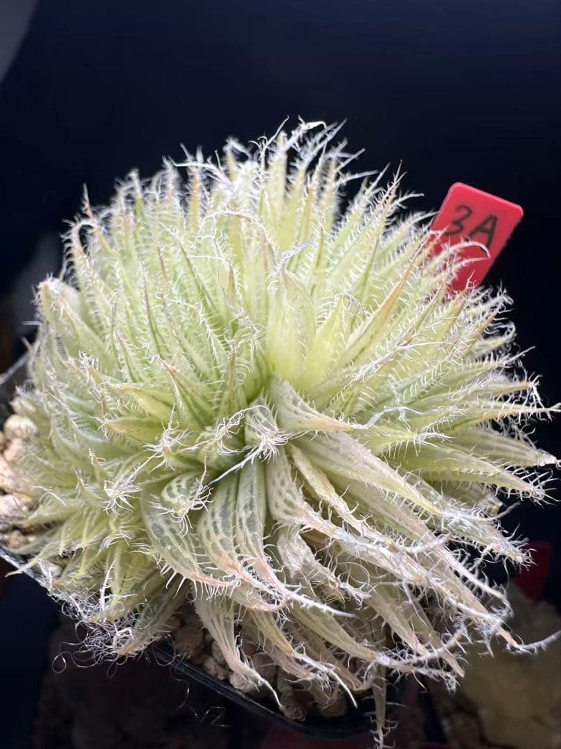 27a 多肉植物 ハオルチア　実生オブツーサ錦糊斑2本　自家繁殖　鉢植え発送 Amazon.co.jp: 3a 多肉植物 ハオルチア オブツーサ錦糊斑 自家繁殖