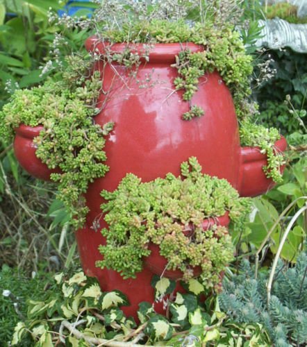 Sedum Album Mix, 137+ Seeds,ATHOUM,MUREL,Babies Toes, Chubby Toes, Coral Carpet
