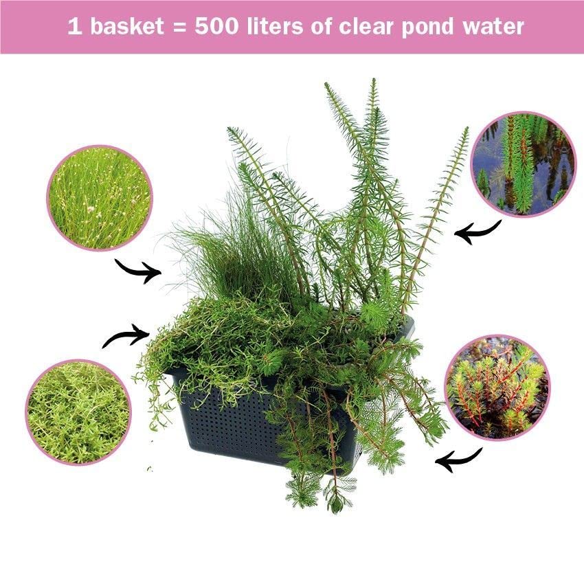 VDVELDE 4-in-1 Zuurstofplanten Mix - voor 500 liter water - 4 winterharde water zuiverende vijverplanten - inclusief vijvermand - Van der Velde Waterplanten - Afbeelding 3