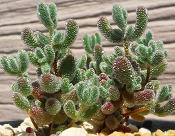 でーさんさま専用　メセン種子 でーさんさま専用 メセン種子 71GPpQyefkL._UF350,350_QL50_.jpg