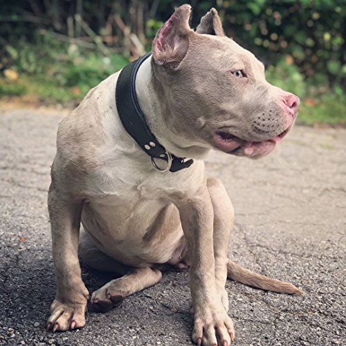 Bestia "Classic Padded Leather Dog Collar. Hand Made In Europe. Up To 2 Inch Width, 100% Leather, 7 Sizes #TOP3