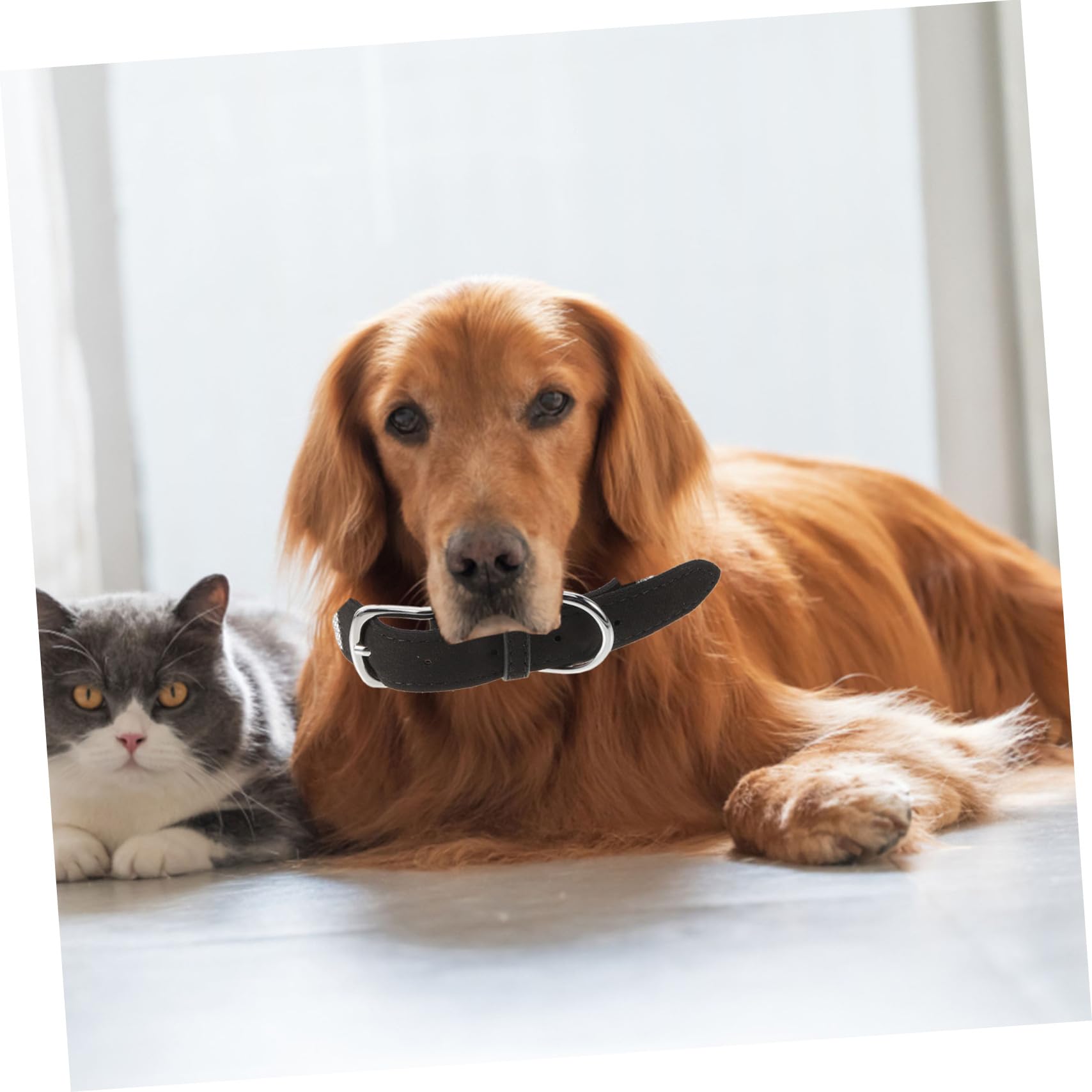 SUPVOX 3pezzi Pet Bow Tie Collar Con Strass Collare Per Cani e Gatti Nero Xl Accessorio Elegante e Confortevole Per Animali Domestici Per Foto e Occasioni Speciali