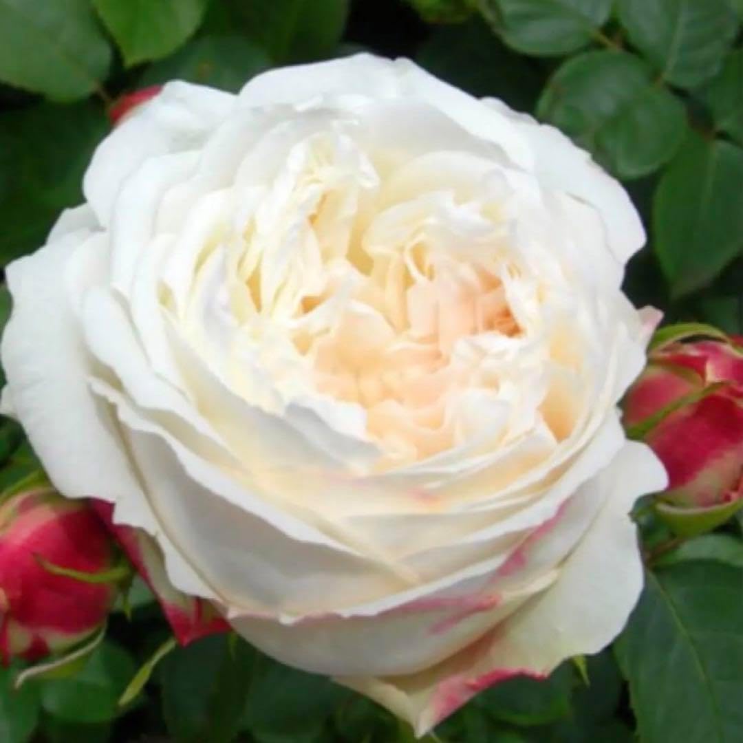 バラ　薔薇　挿木苗　抜き苗　ER ネコポス バラ 薔薇 挿木苗 抜き苗 ER ネコポス バラ 薔薇 挿木苗 抜き苗 ER