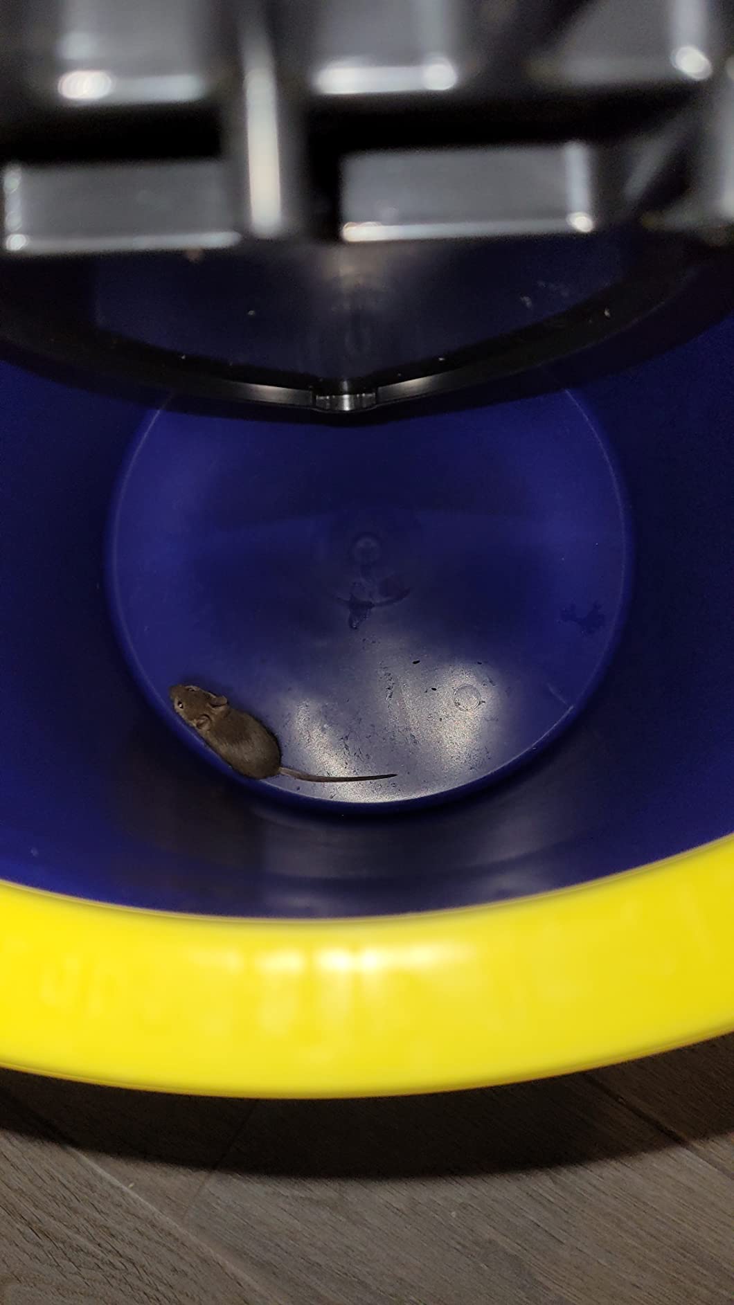 MultiCatch Mouse Trap: Humane & Lethal Mice Solution photo review