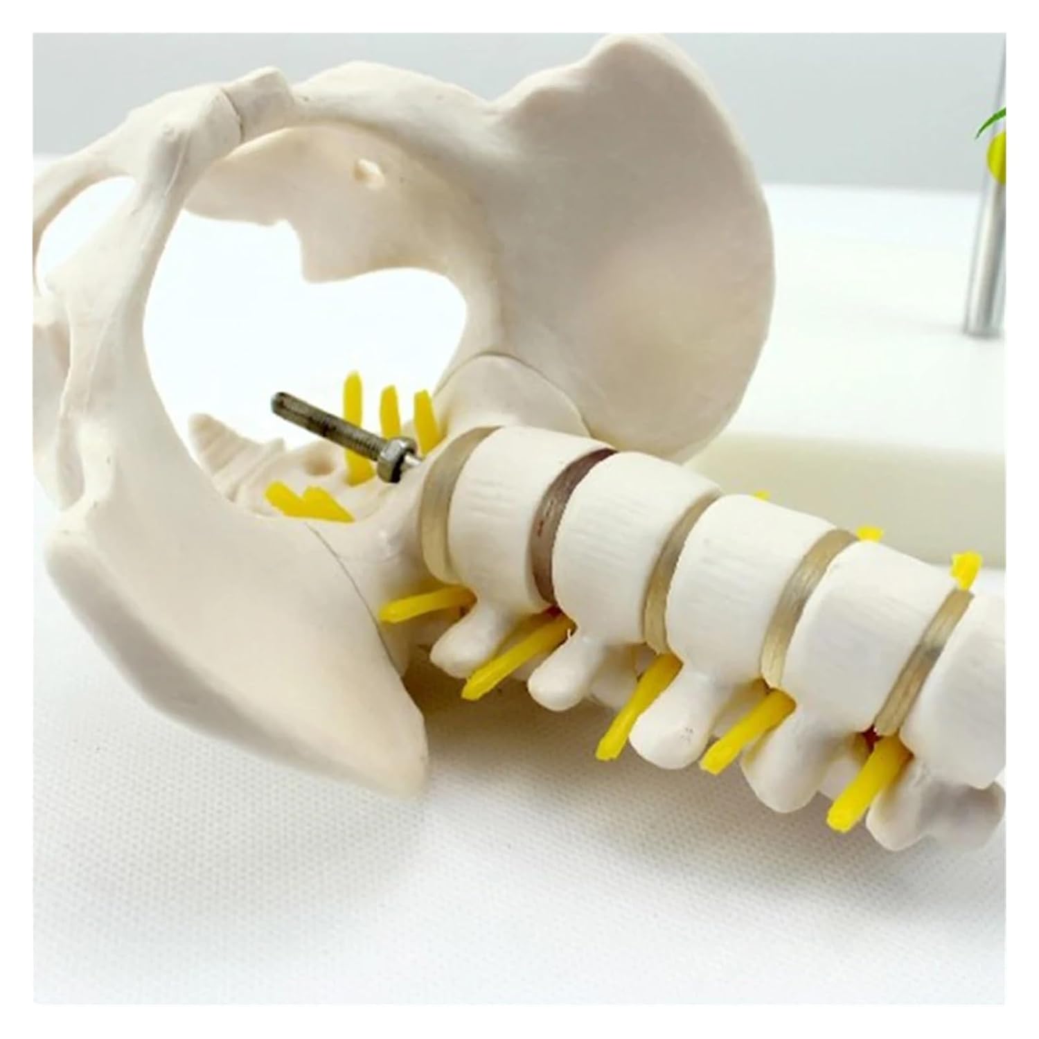 1/2 Life Size Human Pelvic Lumbar Vertebrae and Femur Model Orthopedics Spinal Column Spine Model Skeleton Anatomy