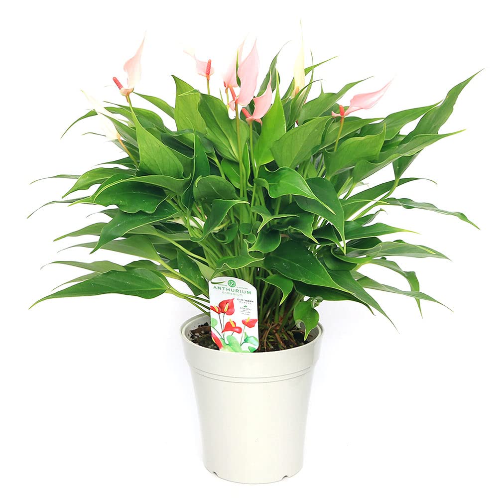 Amazon｜（観葉植物）アンスリウム リリー 4．5～5号（1鉢）｜観葉