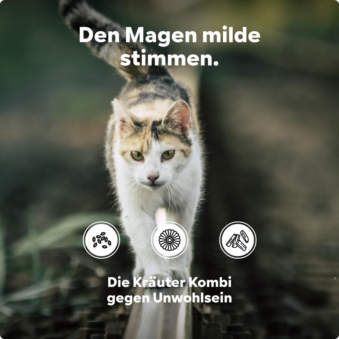 HGM Magenschutz Pulver für Katzen – bei Sodbrennen – Beigabe zum Katzenfutter – entwickelt von Tierarzt Dr. Knoop - 2 x 60 g | Anti Hairball Katze