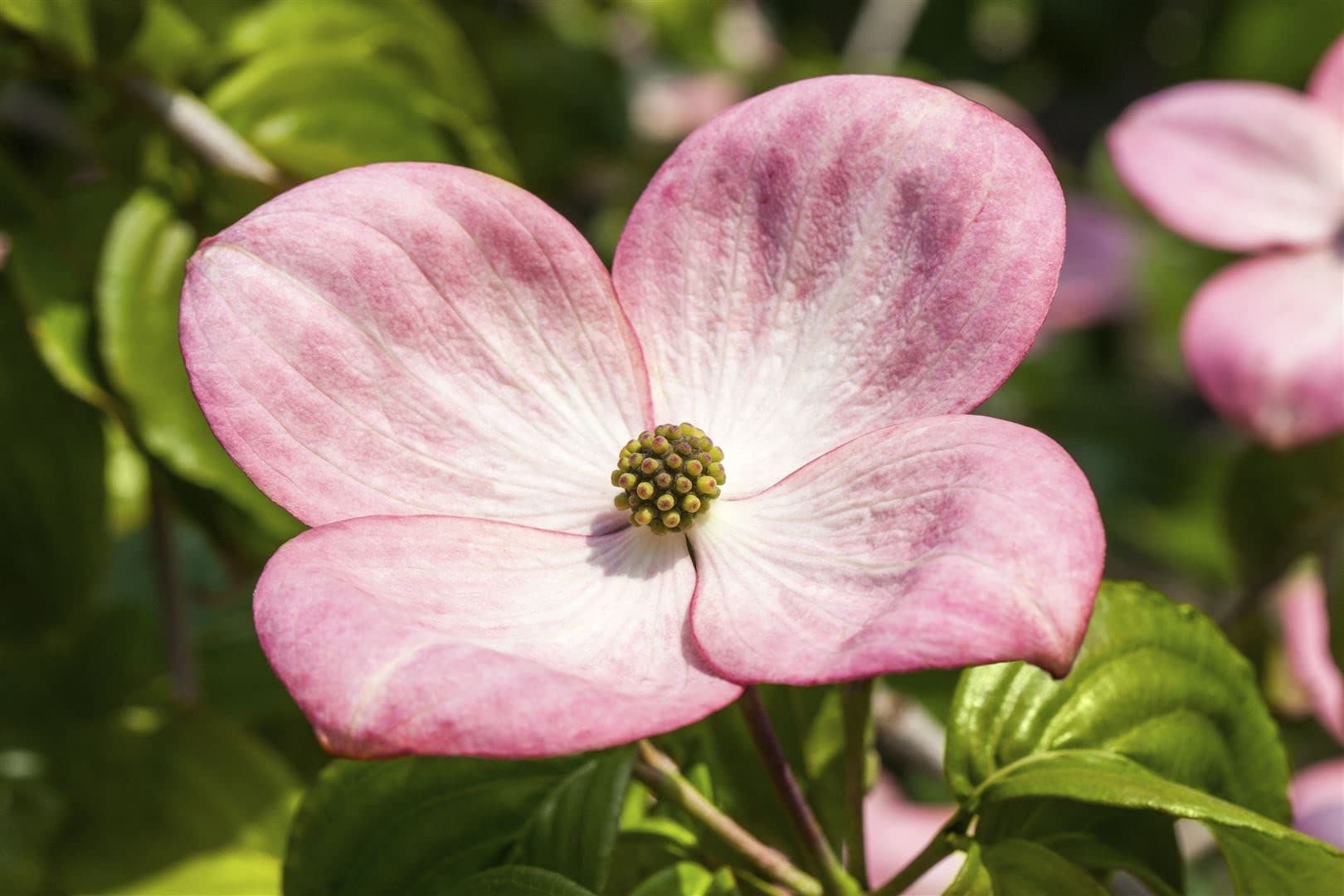 Cornus kousa 'Satomi' 40-60 cm – Winterhart, Mehrjährig, Pflegeleicht – Japanischer Blumen-Hartriegel – Ziergehölz für Garten & Einzelstellung
