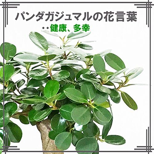 Amazon Co Jp Curtain Fig Panda Curtain Fig Pot With Cover Rubber Tree Rare Seeds Large Plants Decor Curtain Fig Tree Curtain Fig Home Kitchen