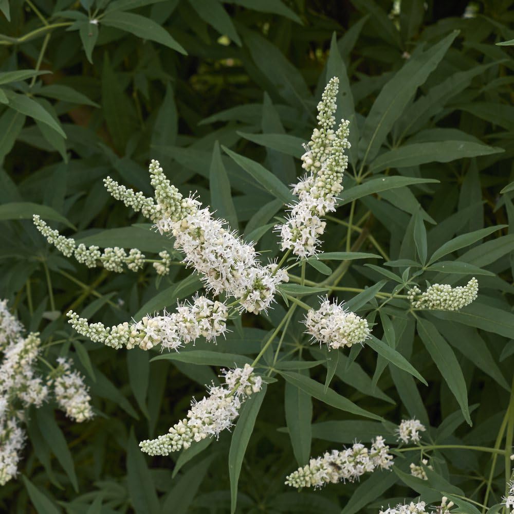 Vitex Agnus-castus 'Albus' - Elegant White Flowering Shrub with Aromatic Foliage, Attracts Bees and Butterflies, 1X or 2X 3.6 Litre Pot by Thompson and Morgan