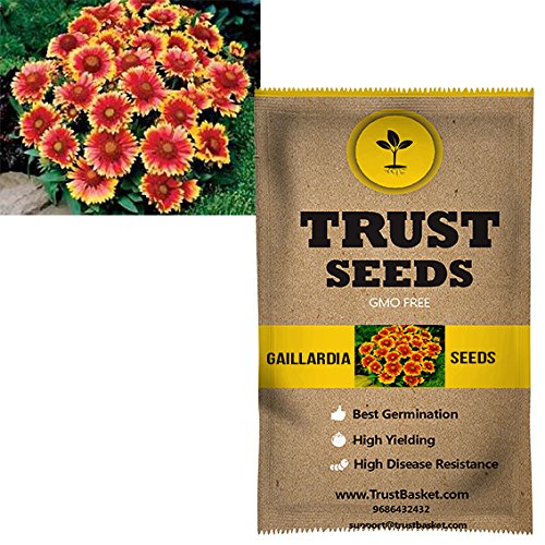 TrustBasket Premium Gaillardia Mixed Flowers Seeds (Hybrid) Sow and