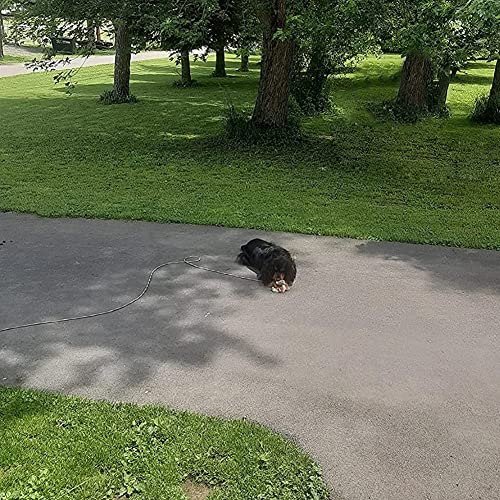 Btinesful Tie-Out Check Cord Long Rope Dog Leash, 12Ft 20Ft 30Ft 50Ft Recall Training Lead Leash- Great For Large Medium Small Dogs Training, Playing, Camping, Or Backyard (30Ft, Beige Black) #TOP7