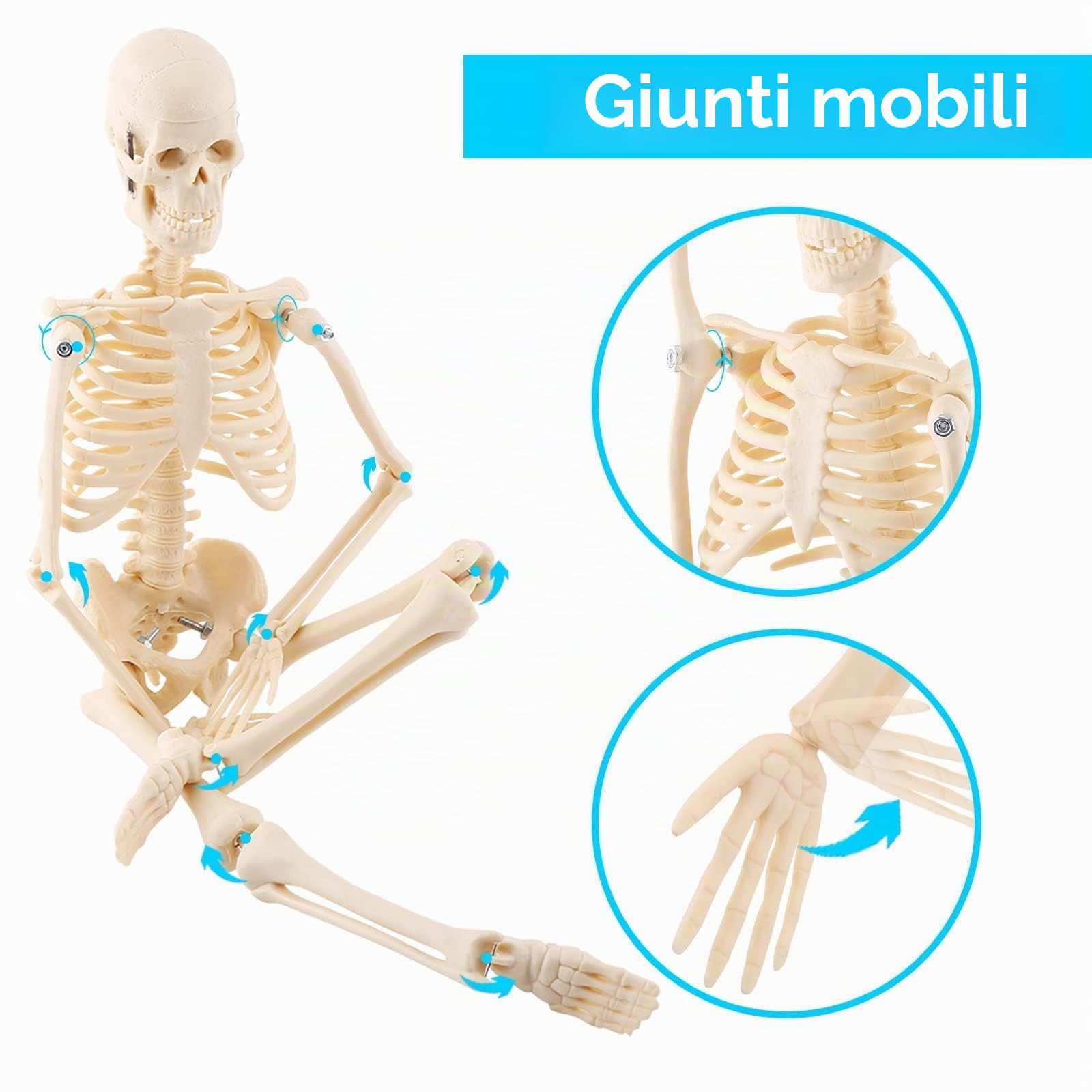 GAESHOW Modello Anatomico Scheletro, Mini Modello di Scheletro Umano da 45 cm, Scheletro Anatomico in Miniatura con Braccio e Gambe mobili su Base plastica, per l'apprendimento Medico