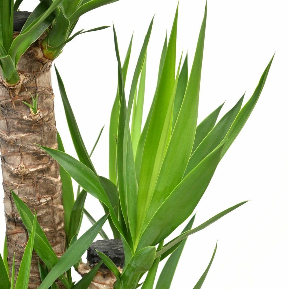 Amazon｜観葉植物 本物 ユッカ・エレファンティペス8号鉢 【ツートーン