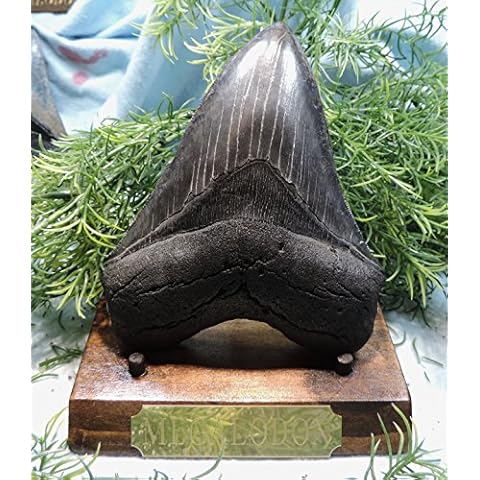 Massive 5 1/4'' Megalodon Tooth. Impressive!! Cover