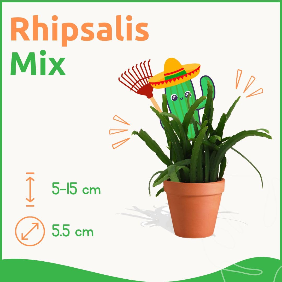 Rhipsalis Mix 20 Stück Verschiedene Mini-Sukkulenten im Ø 7 cm Terrakotta Blumentopf - Rutenkaktus Korallenkaktus Sukkulent Kleine Pflanzen Pflegeleicht - Höhe 8-15 cm