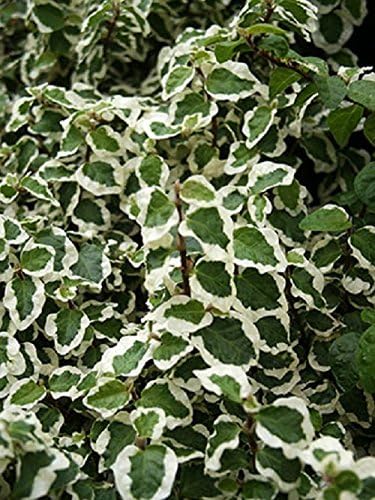 Variegated Green & White Creeping Fig Starter Plant