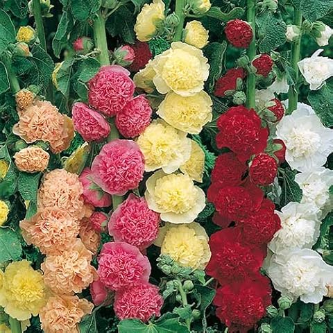 Premier Seeds Direct Hollyhock Chater's Double Mixed Cover