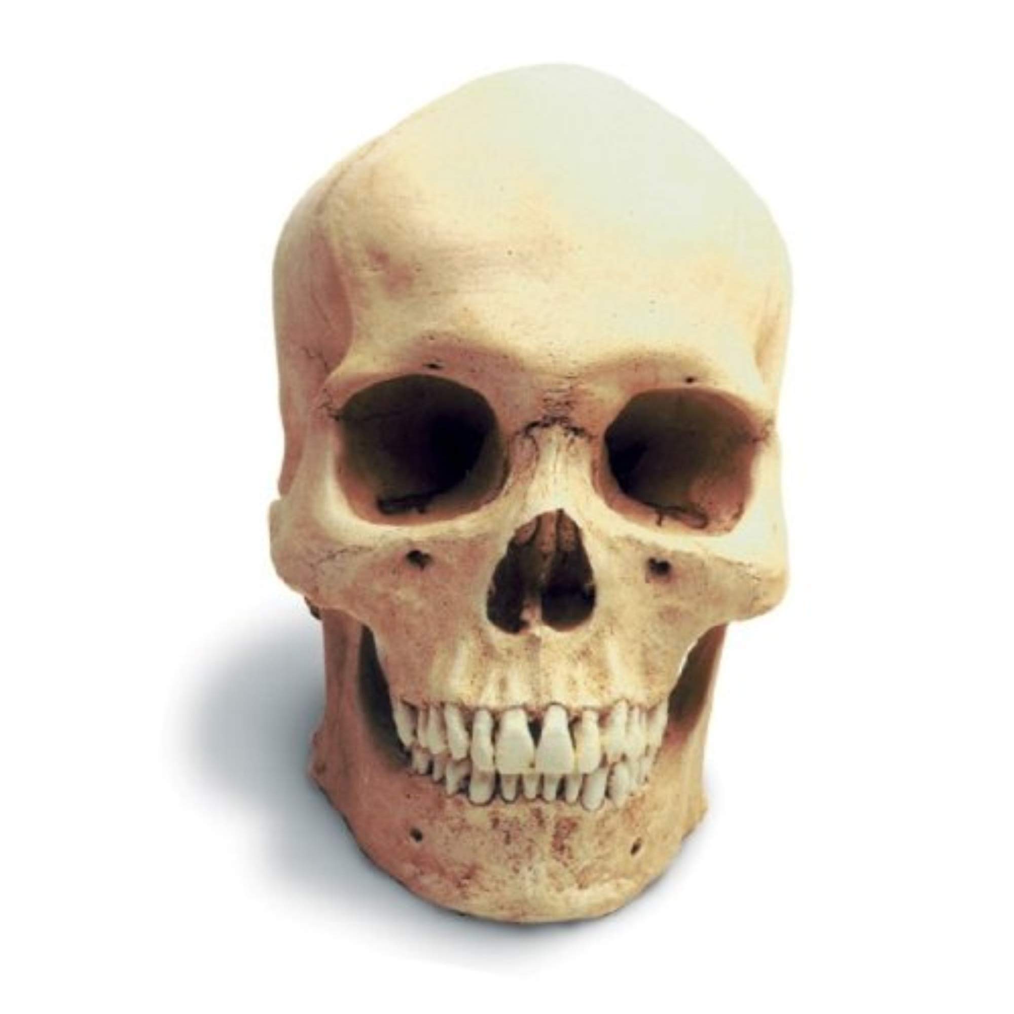 Human Male Skull w/std : Amazon.ca: Toys & Games