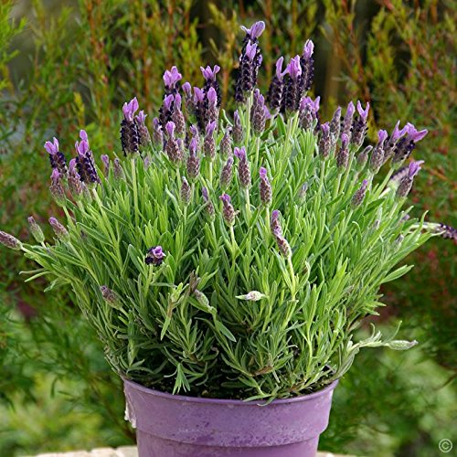 Creative Farmer Exotic Herb Seeds - True English Lavender Vera Kitchen Garden Pack (B0753JPM9Q) Amazon Price History, Amazon Price Tracker