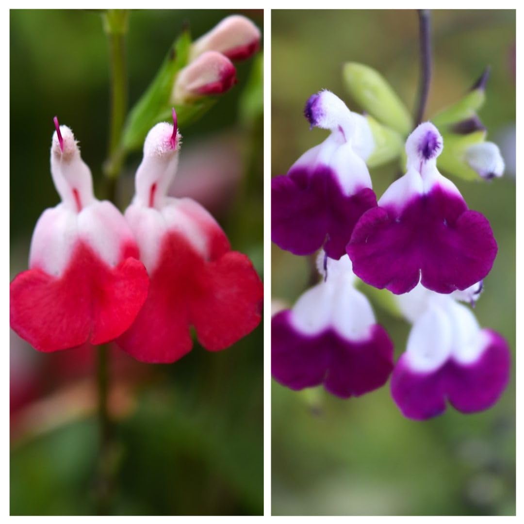 Salvia Lips Duo Collection | Bicolour Flowers – Includes ‘Hot Lips’ & ‘Amethyst Lips’ | Hardy, Aromatic, Pollinator-Friendly | Perfect for Borders- 2X 9cm Potted Plants by Thompson & Morgan