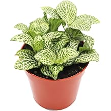 White Nerve Fittonia - 4" from California Tropicals